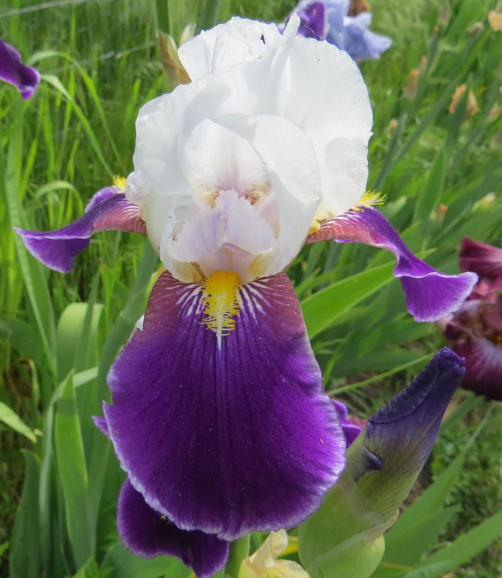 Photo of Tall Bearded Iris (Iris 'Bright Hour') uploaded by Natalie