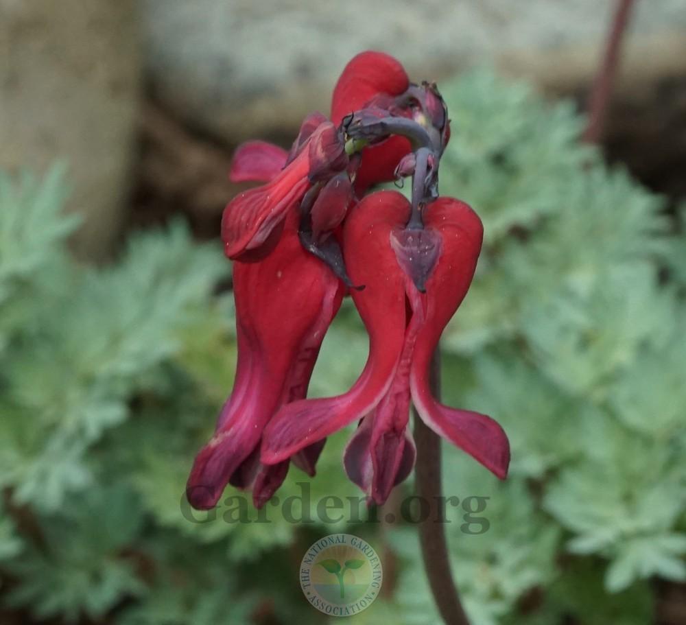 Photo of Bleeding Heart (Dicentra 'Burning Hearts') uploaded by Patty