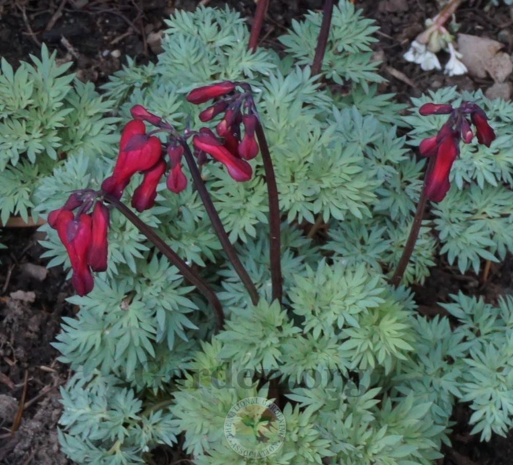 Photo of Bleeding Heart (Dicentra 'Burning Hearts') uploaded by Patty
