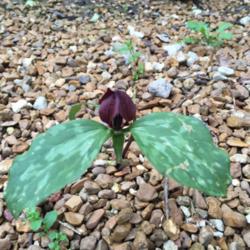 Location: Highland Park, IL
Date: May 14, 2016
Found this growing up wild today...first Trillium I have ever see