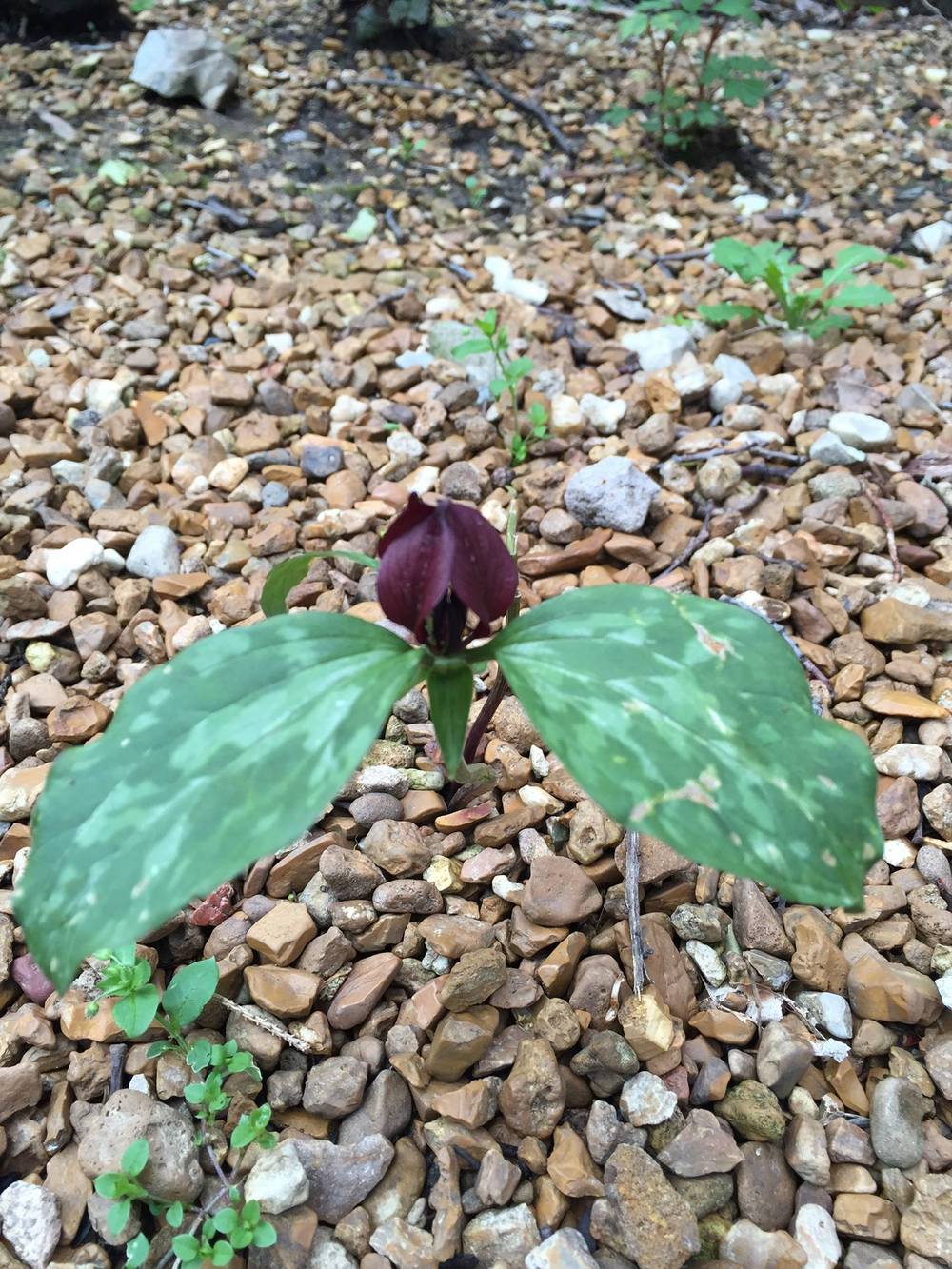 Photo of Red Trillium (Trillium recurvatum) uploaded by PowDeb
