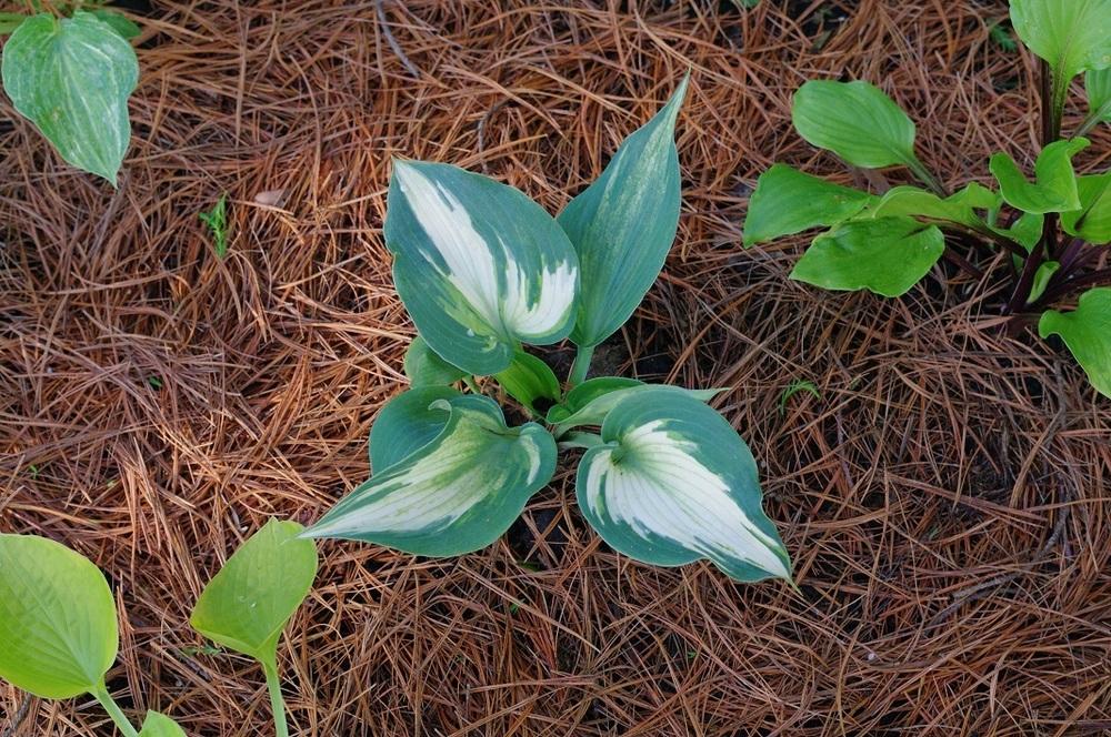 Photo of Hosta 'Ivory Queen' uploaded by Rose1656