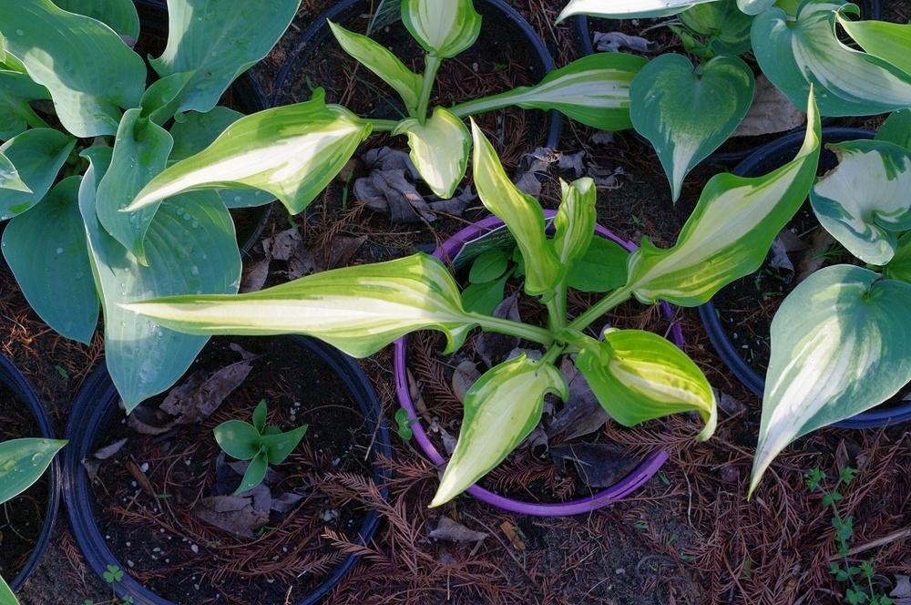 Photo of Hosta 'Cool as a Cucumber' uploaded by Rose1656
