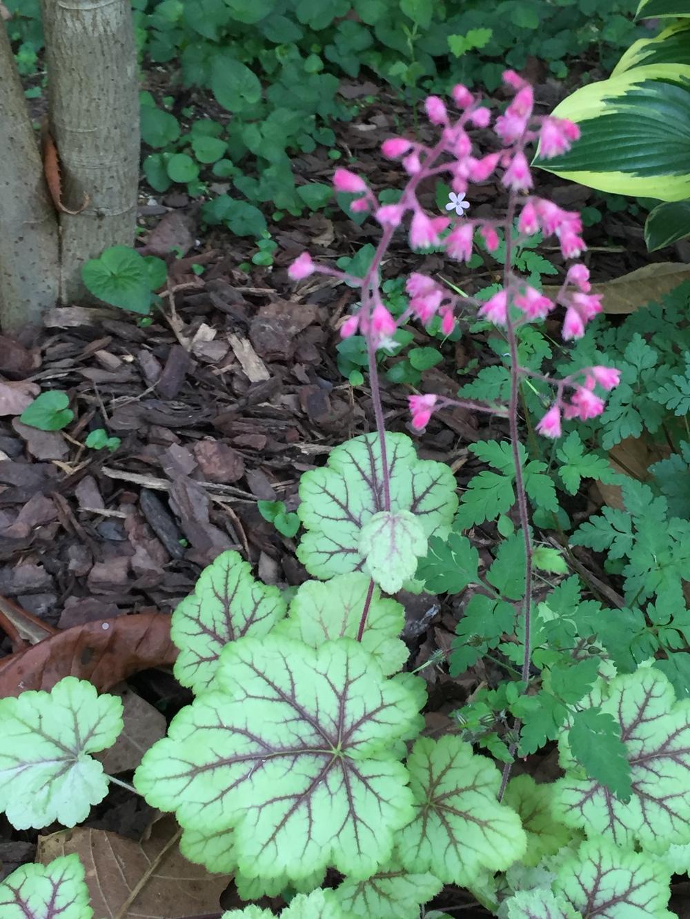 Photo of Coral Bells (Heuchera 'Circus') uploaded by SCButtercup