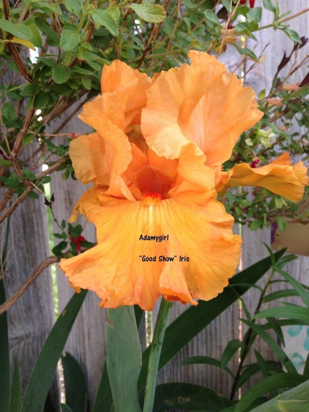 Photo of Tall Bearded Iris (Iris 'Good Show') uploaded by amyarnolddyahoocom