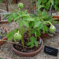 Location: RHS Harlow Carr alpine house, Yorkshire, UK
Date: 2014-07-04
