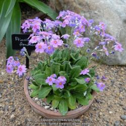 Location: RHS Harlow Carr alpine house, Yorkshire, UK
Date: 2015-04-25