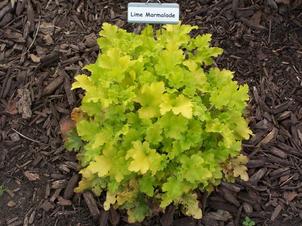 Photo of Coral Bells (Heuchera 'Lime Marmalade') uploaded by petruske
