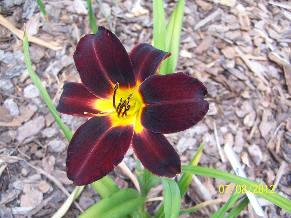 Photo of Daylily (Hemerocallis 'Root Beer') uploaded by petruske