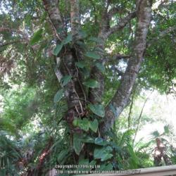 Location: Sebastian, Florida
Date: 2016-05-12
Growing up an oak tree in my backyard
