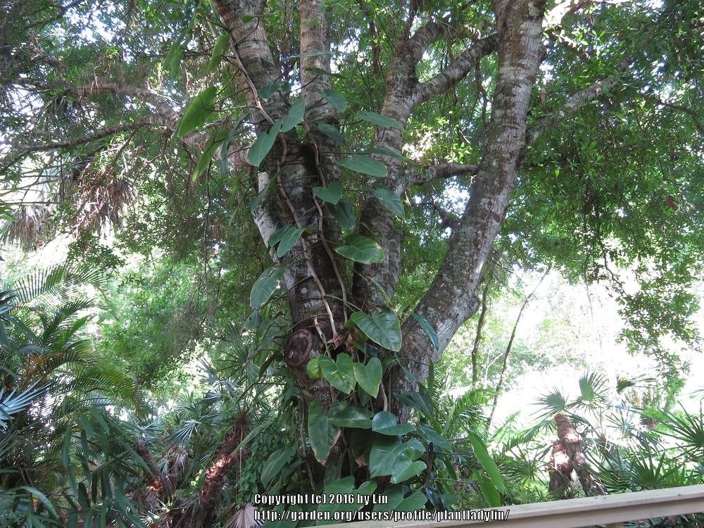 Photo of Philodendrons (Philodendron) uploaded by plantladylin