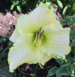 Thumb of 2016-05-14/scflowers/1694fd