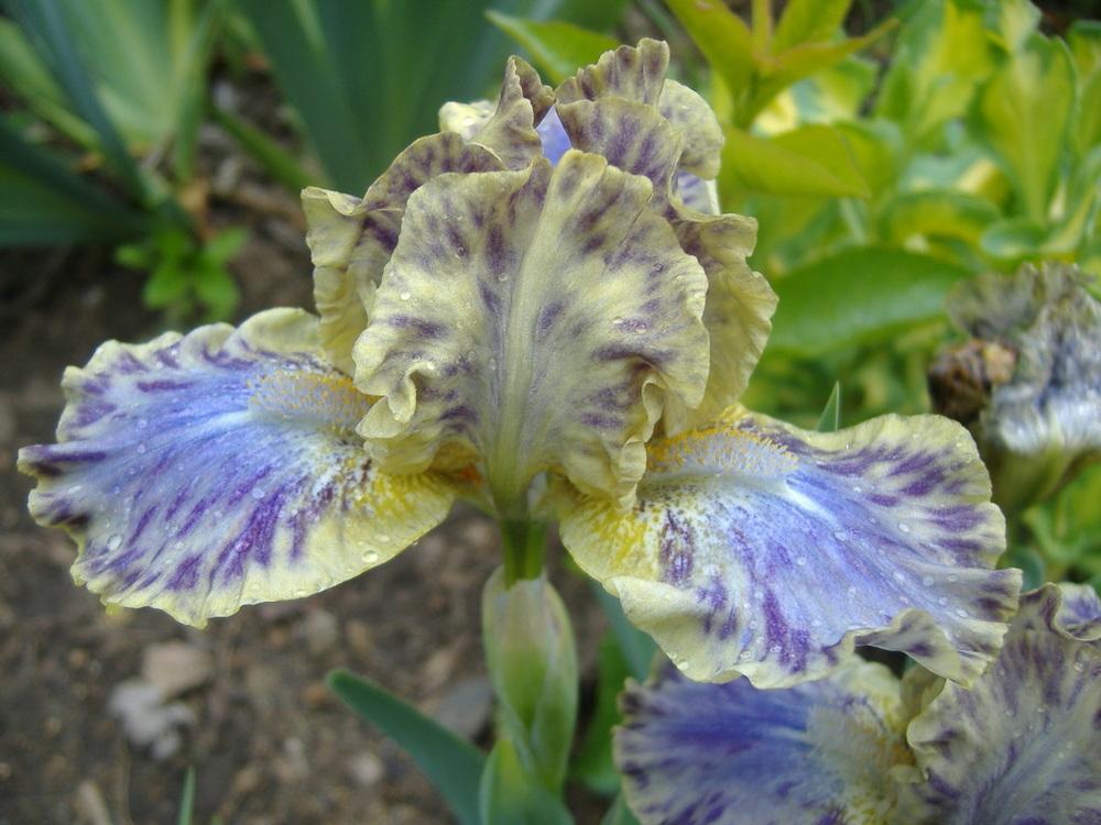 Photo of Standard Dwarf Bearded Iris (Iris 'Leopard Print') uploaded by tveguy3