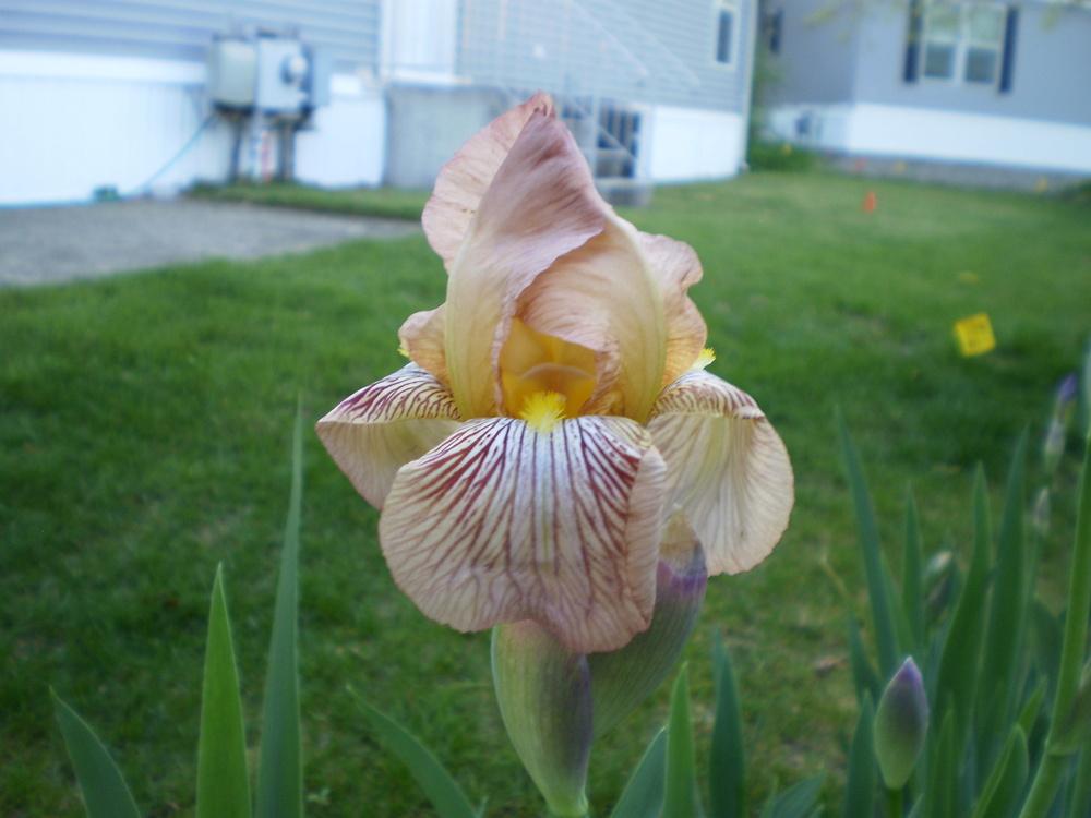 Photo of Tall Bearded Iris (Iris 'Vishnu') uploaded by AlanJ