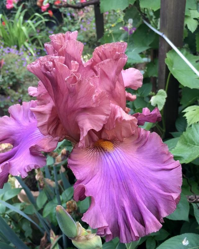 Photo of Tall Bearded Iris (Iris 'Just Too Mauvelous') uploaded by Calif_Sue
