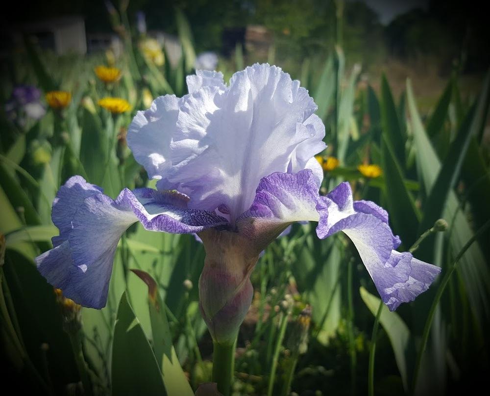 Photo of Tall Bearded Iris (Iris 'Shades of Meaning') uploaded by EJarrett