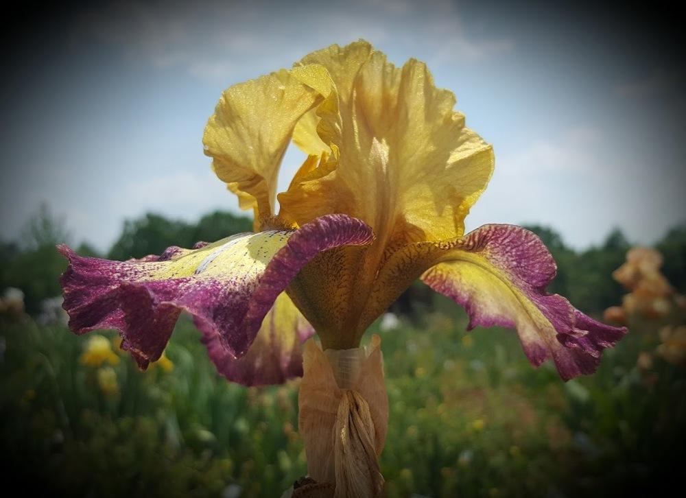 Photo of Tall Bearded Iris (Iris 'Radiant Bliss') uploaded by EJarrett
