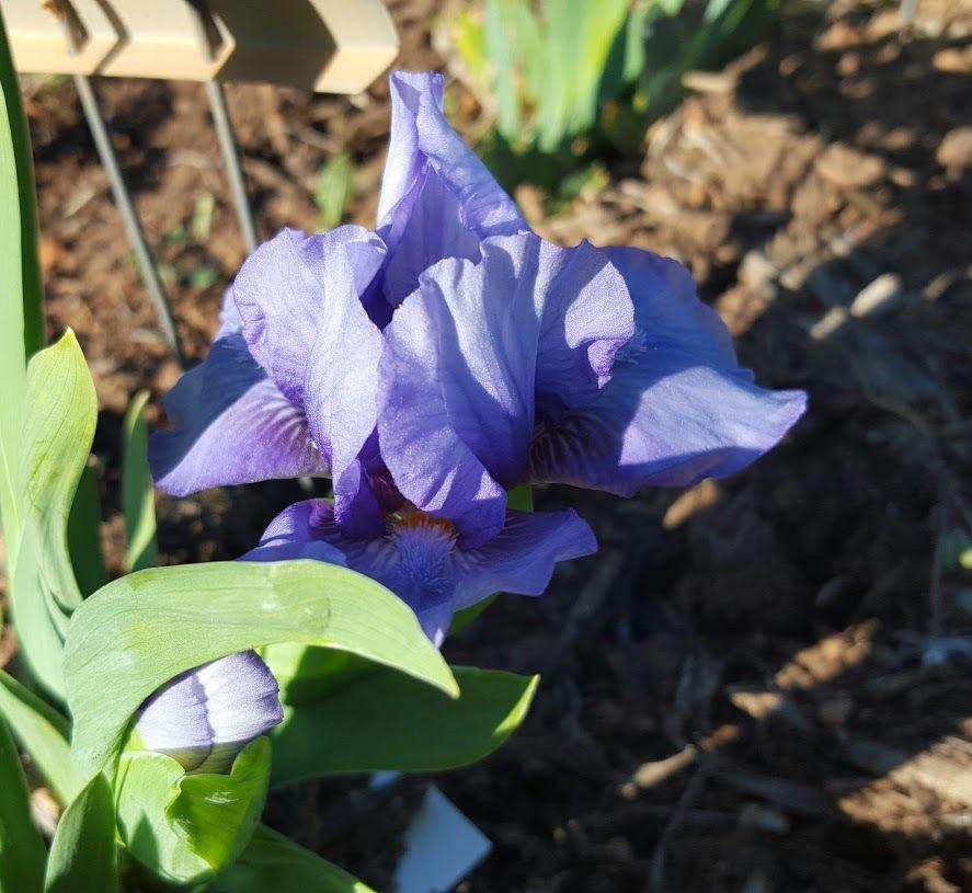 Photo of Miniature Dwarf Bearded Iris (Iris 'Blended Blue') uploaded by EJarrett