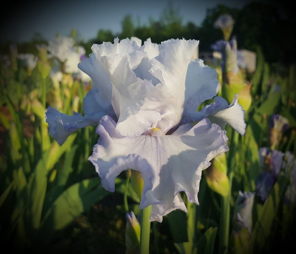 Photo of Tall Bearded Iris (Iris 'Puddle Wonderful') uploaded by EJarrett