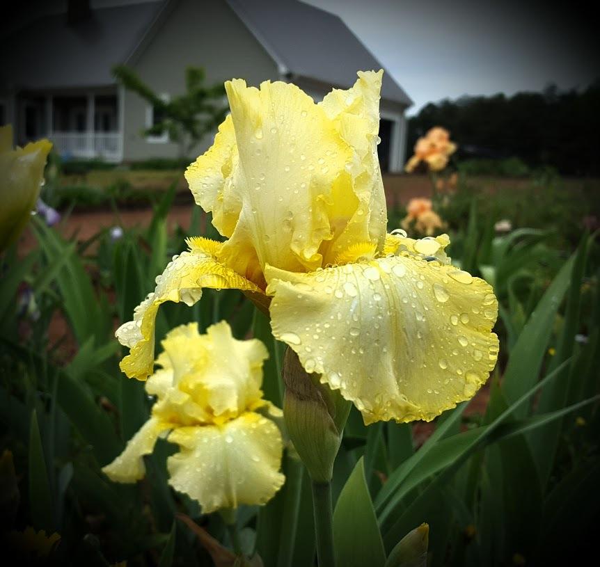 Photo of Tall Bearded Iris (Iris 'Miss Hepsey') uploaded by EJarrett