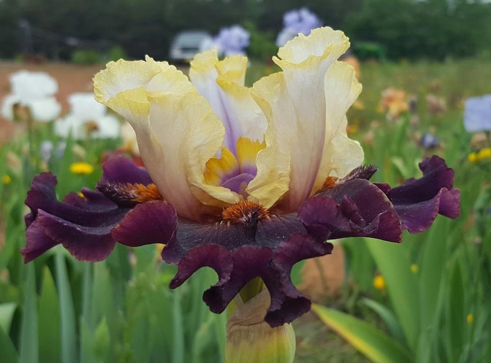 Photo of Tall Bearded Iris (Iris 'Untamed World') uploaded by EJarrett