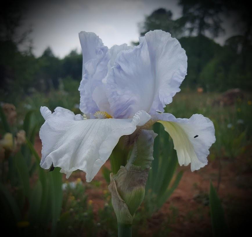 Photo of Tall Bearded Iris (Iris 'Aaron's Bonus') uploaded by EJarrett