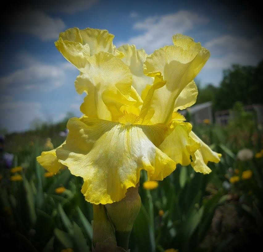 Photo of Tall Bearded Iris (Iris 'Vincent's House') uploaded by EJarrett