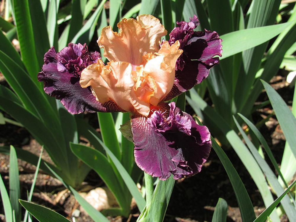 Photo of Tall Bearded Iris (Iris 'Sensationalizer') uploaded by Lestv