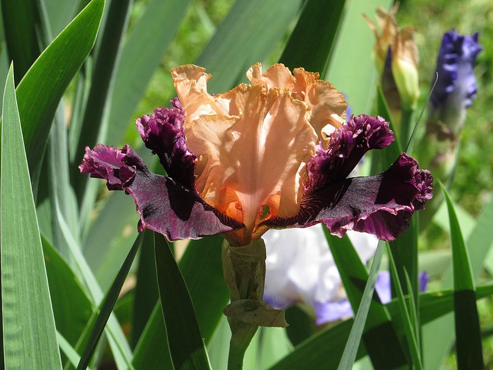 Photo of Tall Bearded Iris (Iris 'Sensationalizer') uploaded by Lestv