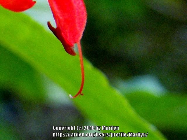 Photo of Salvia (Salvia splendens 'Louie's Orange Delight') uploaded by Marilyn