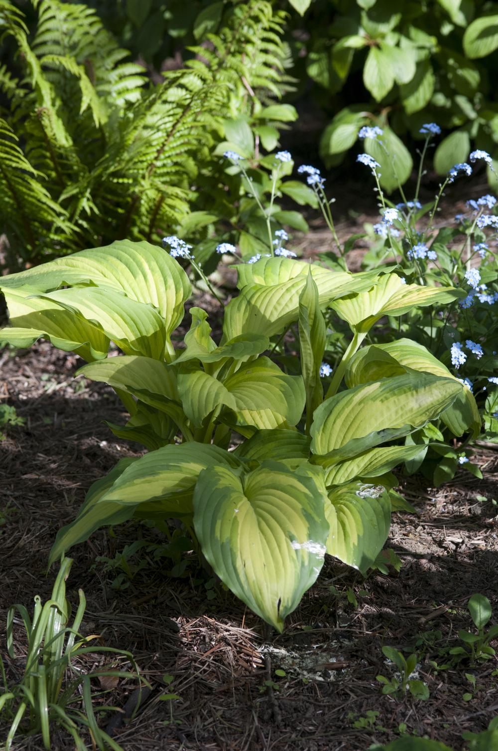 Photo of Hosta 'War Paint' uploaded by cliftoncat