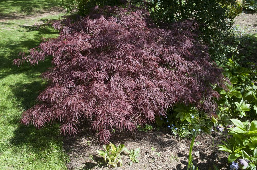 Photo of Purple-Leaved Threadleaf Japanese Maple (Acer palmatum 'Dissectum Atropurpureum') uploaded by cliftoncat