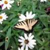 Yellow Tiger Swallowtail Butterfly visiting  Profusion White Zinn