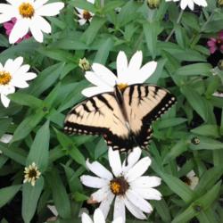 Location: 43016
Date: 2014-08-09
Yellow Tiger Swallowtail Butterfly visiting  Profusion White Zinn
