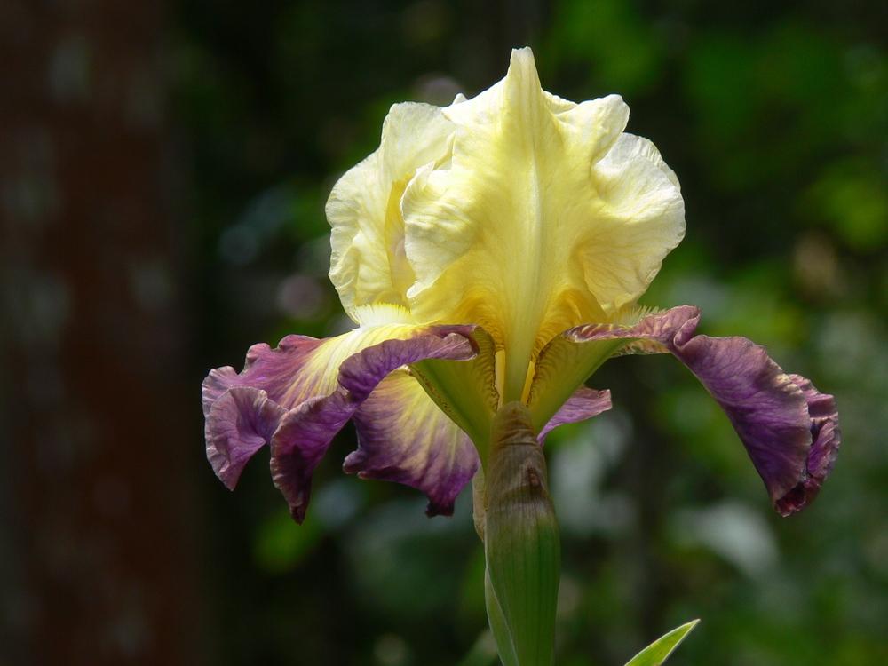 Photo of Tall Bearded Iris (Iris 'Cosmic Collision') uploaded by janwax