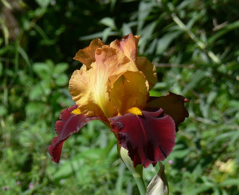 Photo of Tall Bearded Iris (Iris 'Supreme Sultan') uploaded by janwax