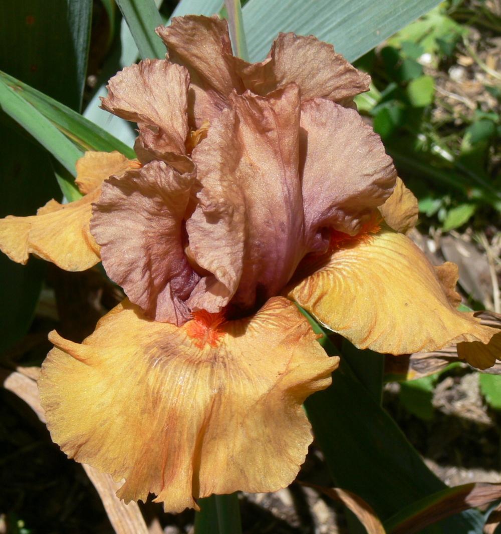 Photo of Tall Bearded Iris (Iris 'Flaming Lava') uploaded by janwax