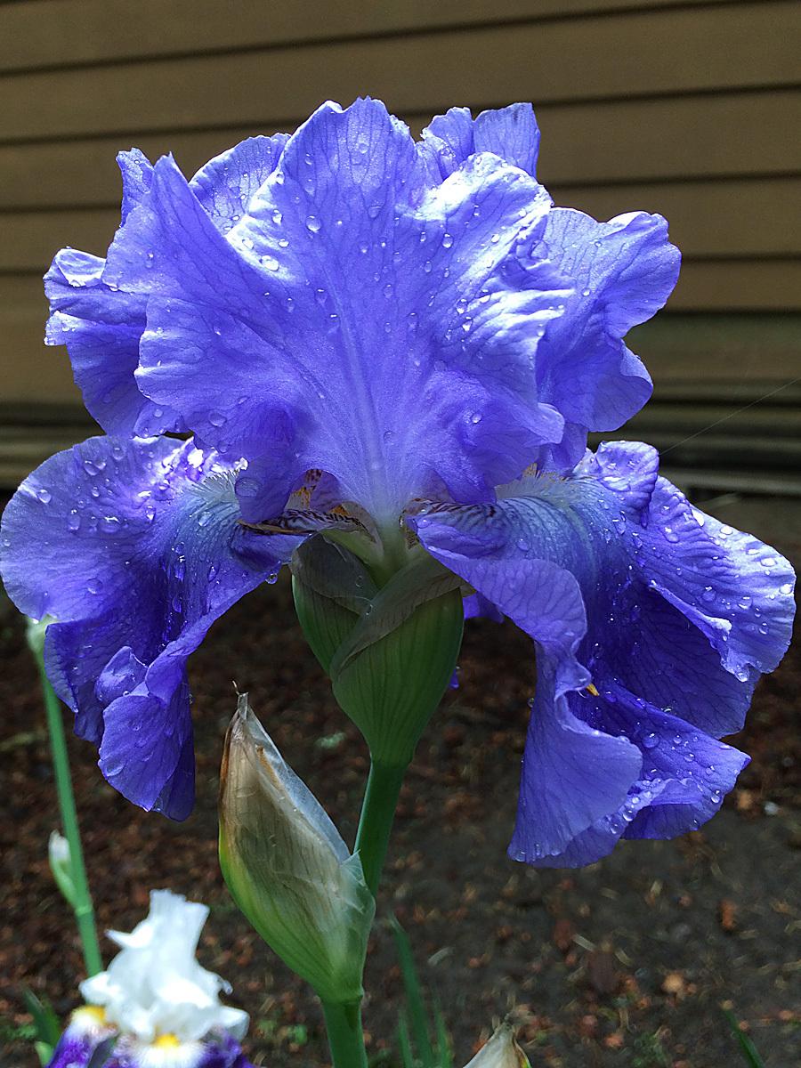 Photo of Tall Bearded Iris (Iris 'Yaquina Blue') uploaded by lharvey16