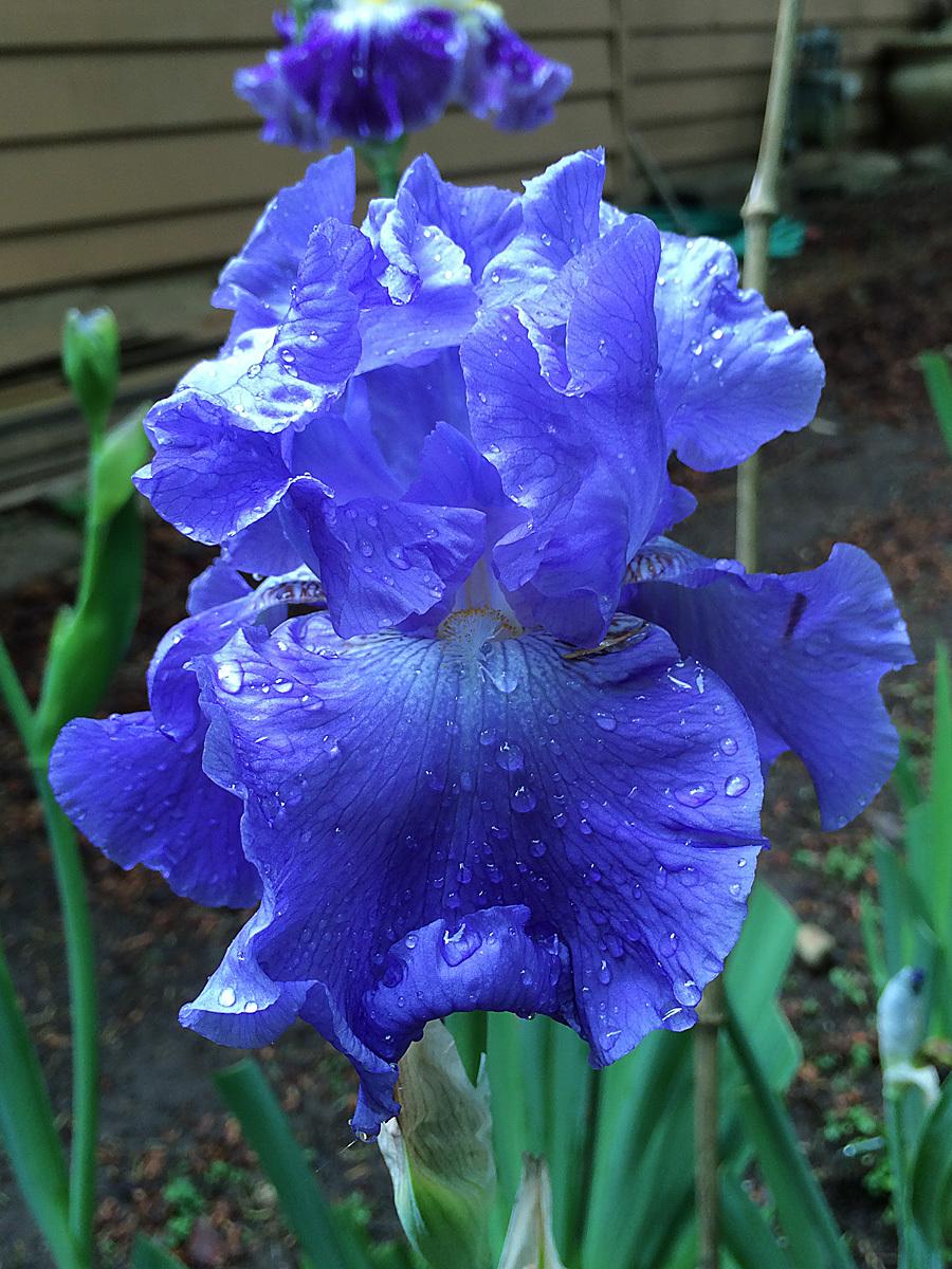 Photo of Tall Bearded Iris (Iris 'Yaquina Blue') uploaded by lharvey16