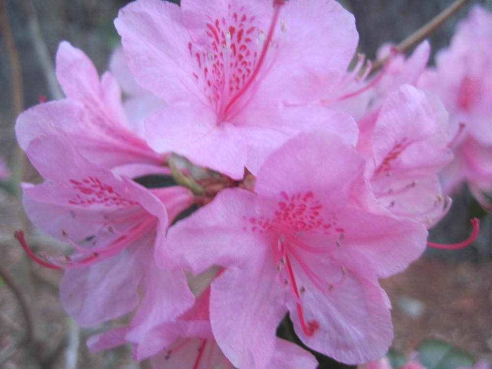 Photo of Rhododendrons (Rhododendron) uploaded by robertduval14