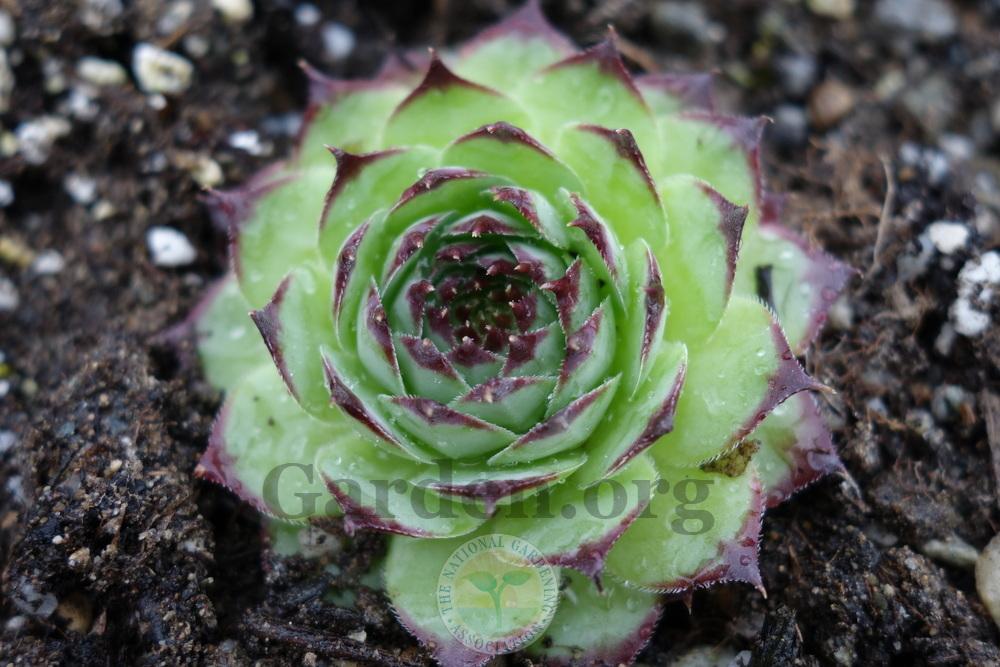 Photo of Hen and Chicks (Sempervivum 'Wilhelm Tell') uploaded by springcolor