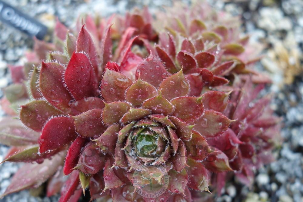 Photo of Hen and Chicks (Sempervivum 'Old Copper') uploaded by springcolor