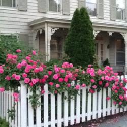 Chemical-Free Japanese/Asian Beetle Control for Roses