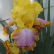 This iris has a great wow factor!
