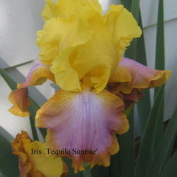 Location: Concord, NC zone 7
Date: 2016-05-16
This iris has a great wow factor!