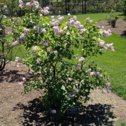 Location: New York Botanical Gardens Bronx NY
Date: 2016-04-30
Full sun.