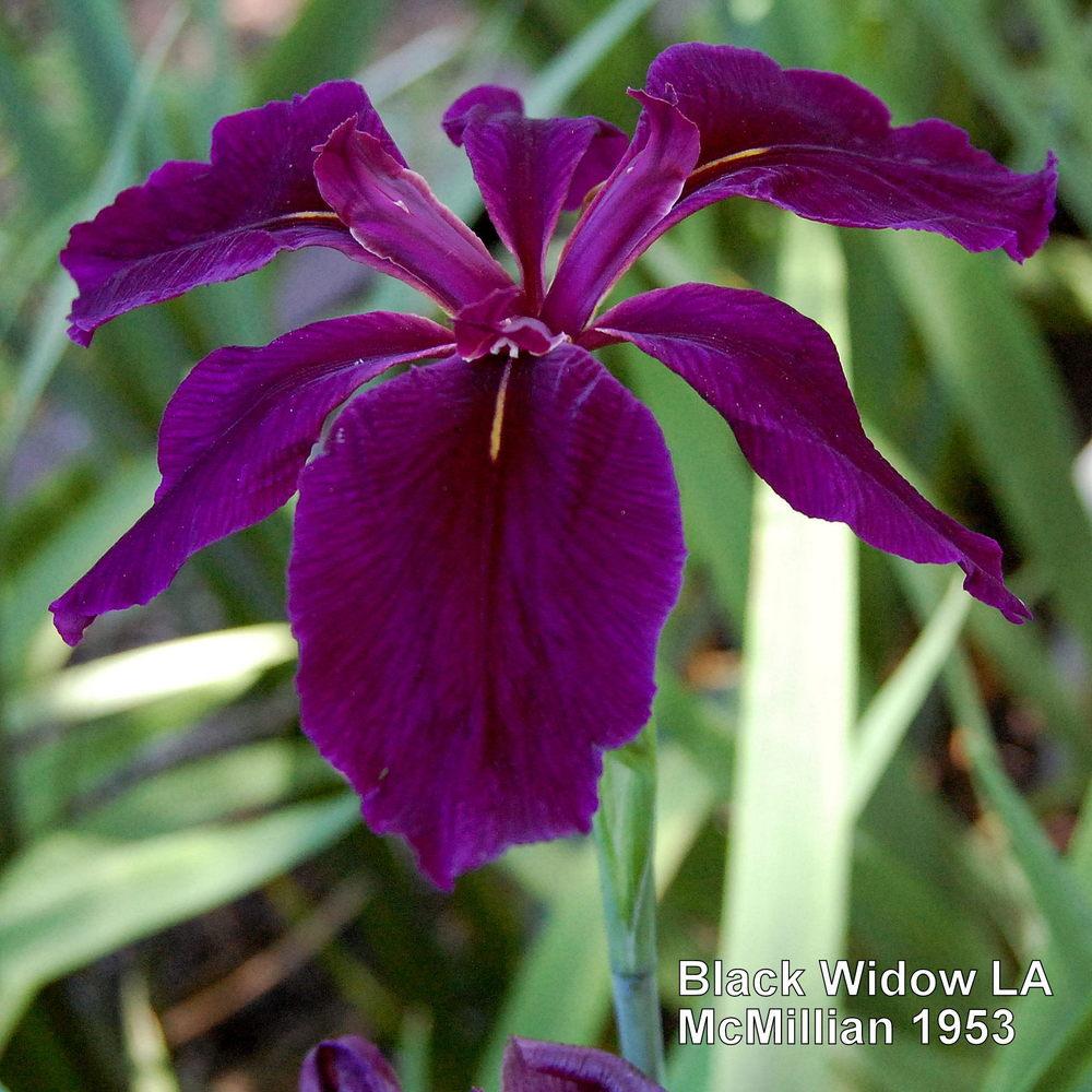 Photo of Louisiana Iris (Iris 'Black Widow') uploaded by coboro