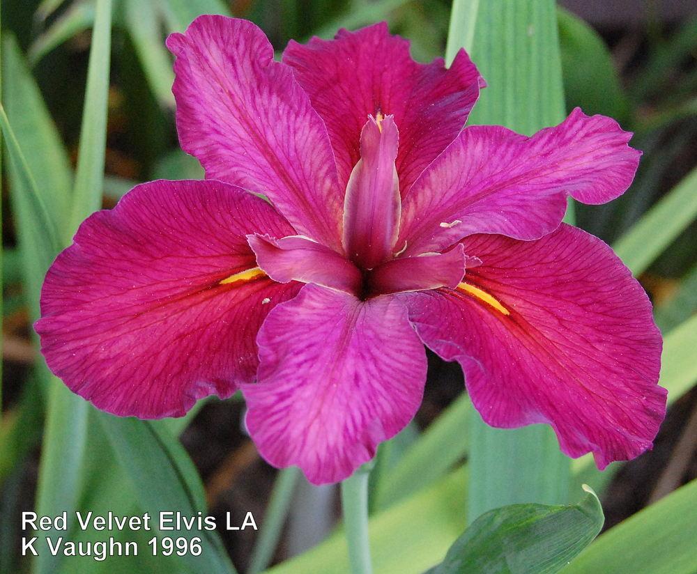 Photo of Louisiana Iris (Iris 'Red Velvet Elvis') uploaded by coboro