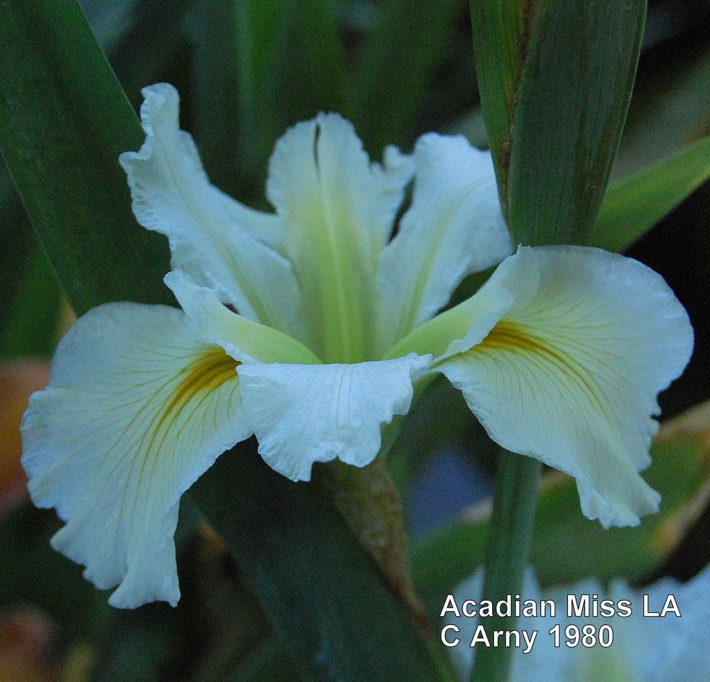Photo of Louisiana Iris (Iris 'Acadian Miss') uploaded by coboro