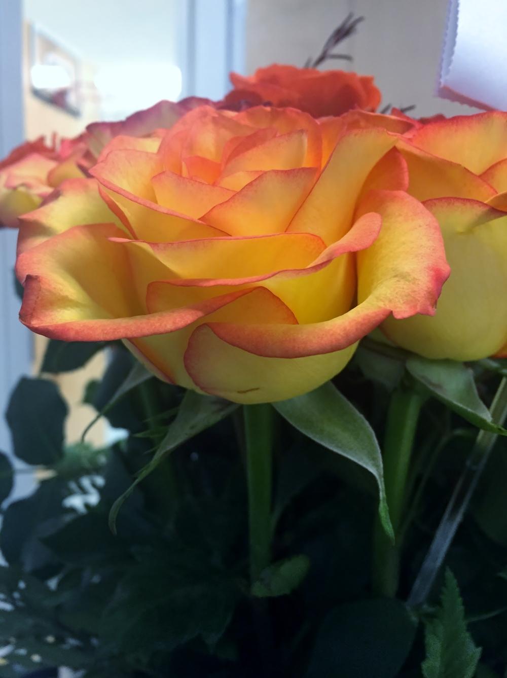 Photo of Rose (Rosa 'Tequila Sunrise') uploaded by cwhitt
